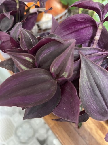 Tradescantia purple heart - tradescantia,