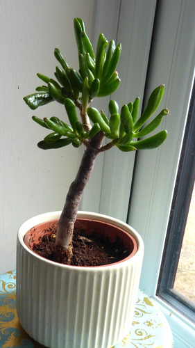 Money tree jade - tree, crassula