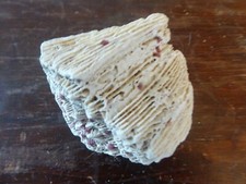 Assorted shells and - shells, starfish