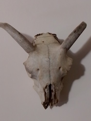 Real sheeps skull - sheeps,