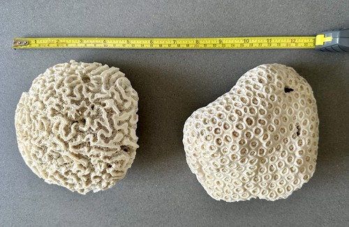 Natural white coral for - ,