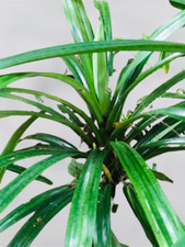 Live Pandan Plants/ Pulao Plant/Aromatic fragrant/ Pandanus Amaryllifolius