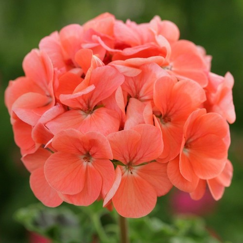 Geranium pelargonium zonale - zonale, f1