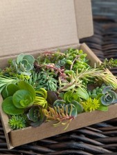 Sedum Cuttings Small Mixed Box .Simple Cuttings  Of Alpine Rockery Plants.