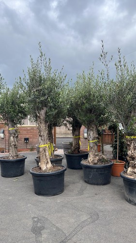 Gnarled olive tree 100 - olive,