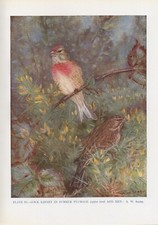 The Linnet - 1948 Beautiful