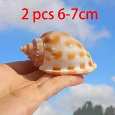 2pcs 6-7cm Natural Conch Sea Shells Rare Clam Fish Tank Aquarium DIY Decoration