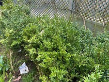 Around buxus hedge plants - around,