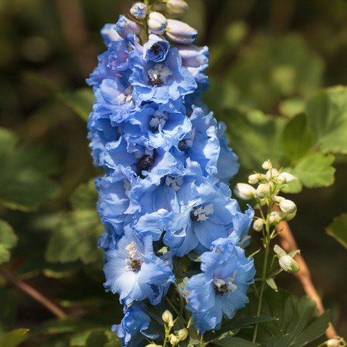 Delphinium blue bird hardy - blue,