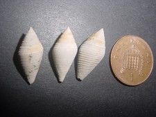 3 Bartonian Eocene Conorbis dormitor Conorbidae Upper Barton Beds England