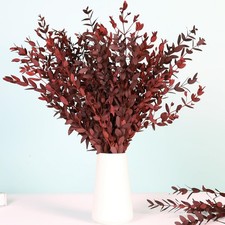 Dried Eucalyptus Leaves Stems