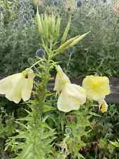 3 X Evening Primrose Cottage