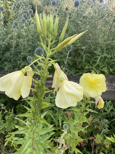 Evening primrose cottage - x,