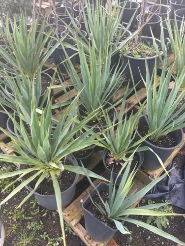 Yucca filamentosa adam s - yucca,