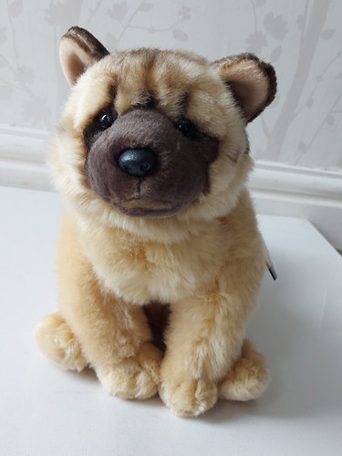 Akita teddy super - teddy,