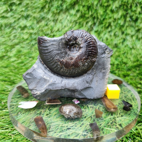 Your fossil cleviceras - fossil,
