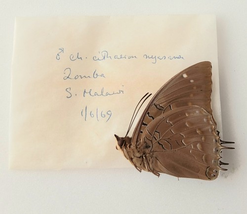 Charaxes cithaeron nyasandi - charaxes,