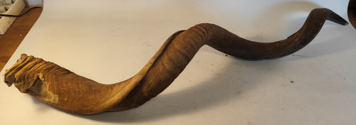 Kudu horn antelope trophy - kudu,