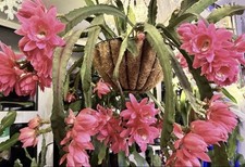Epiphyllum Giant Empress