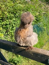 Fluffy Feather Farm Silkie Design Egg Box