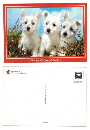 Postcard westie puppies - -,