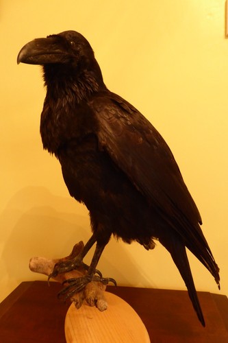 Beautiful mounted taxidermy - beautiful,