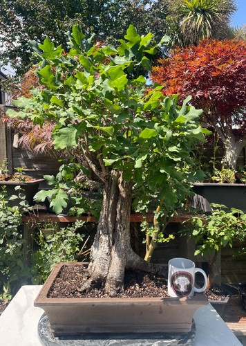 Spectacular large english oak - spectacular,