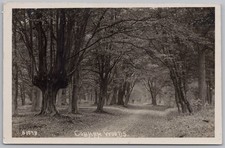 COBHAM WOODS Surrey RP