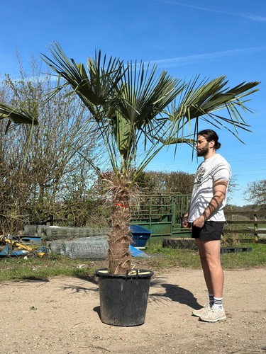 8ft trachycarpus fortunei - trachycarpus,