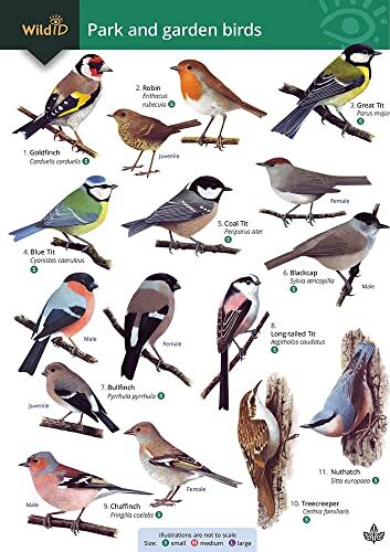 Park and garden birds wildid - and,