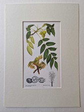 MATOUSOVA Butternut - Mounted