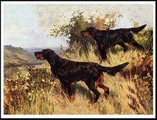 GORDON SETTER DOGS AT WORK