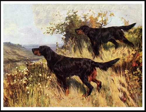 Gordon setter dogs - dogs, work
