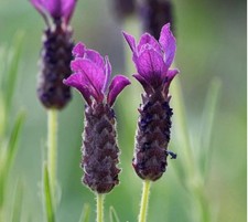 2x 1L Lavender French Bandera