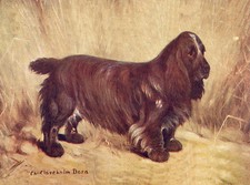 FIELD SPANIEL CHARMING DOG