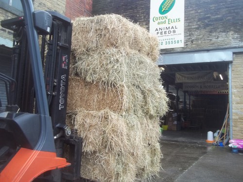 This years hay small bales - this,