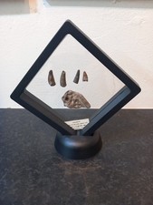 Fossilised Crocodile Scute and