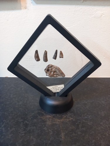 Fossilised crocodile scute - fossilised, and