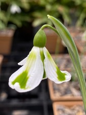 Galanthus 'Molly May' x 1 Snowdrop bulb