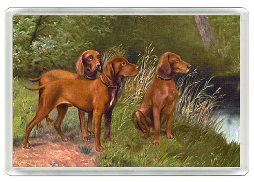 Hungarian vizsla dog - hungarian,
