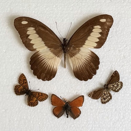 Entomology butterfly specimen - butterfly,