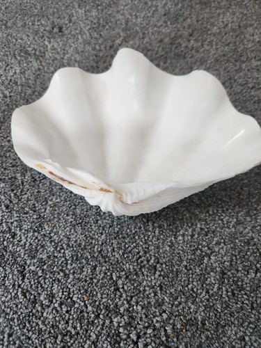 Genuine natural giant clam - genuine,