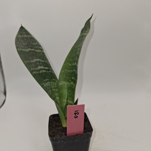 Snake plant sansevieria rooted - plant,