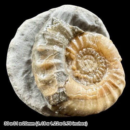 Oistoceras calcite ammonite - oistoceras,