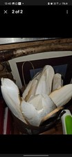 5 Cuttlefish Fish Bones. Great