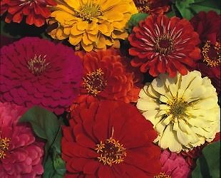 Flower zinnia dahlia - -,