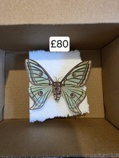 Spanish Moon Moth Graellsia