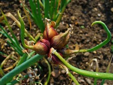 EGYPTIAN ONION Allium cepa
