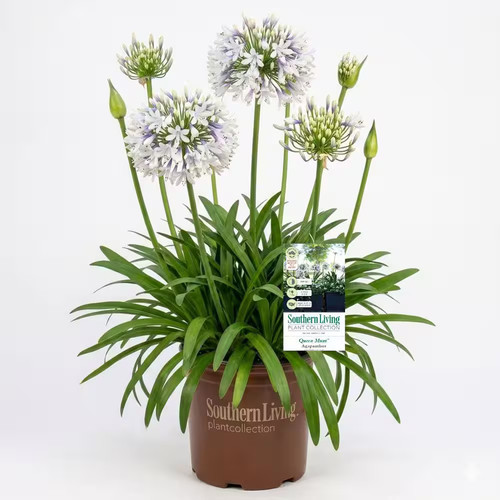 White and violet - white, queen