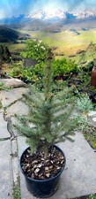 LARGE 5 litre pot - Blue